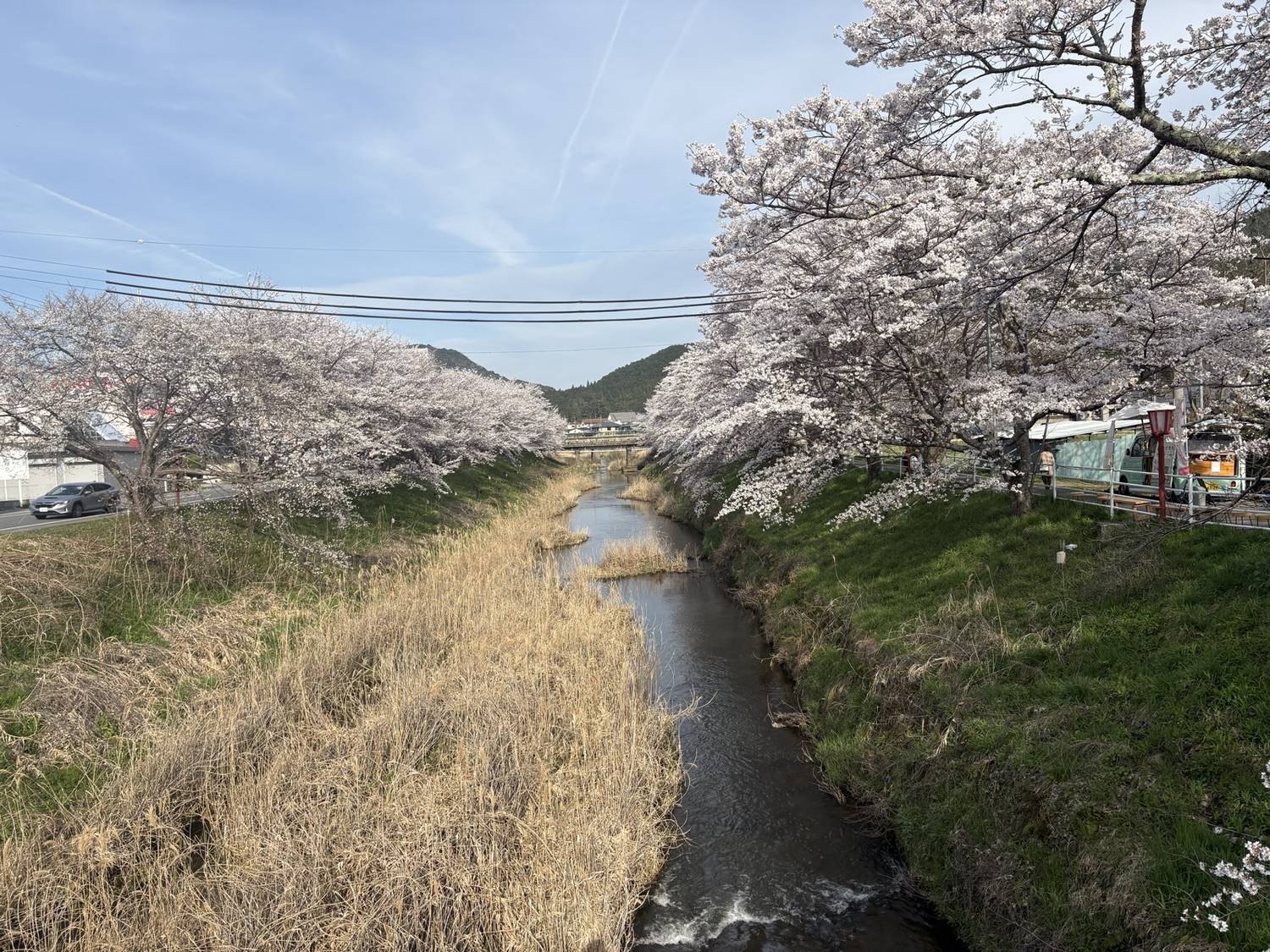 川の両側に桜が咲く、島一周コースの春の道